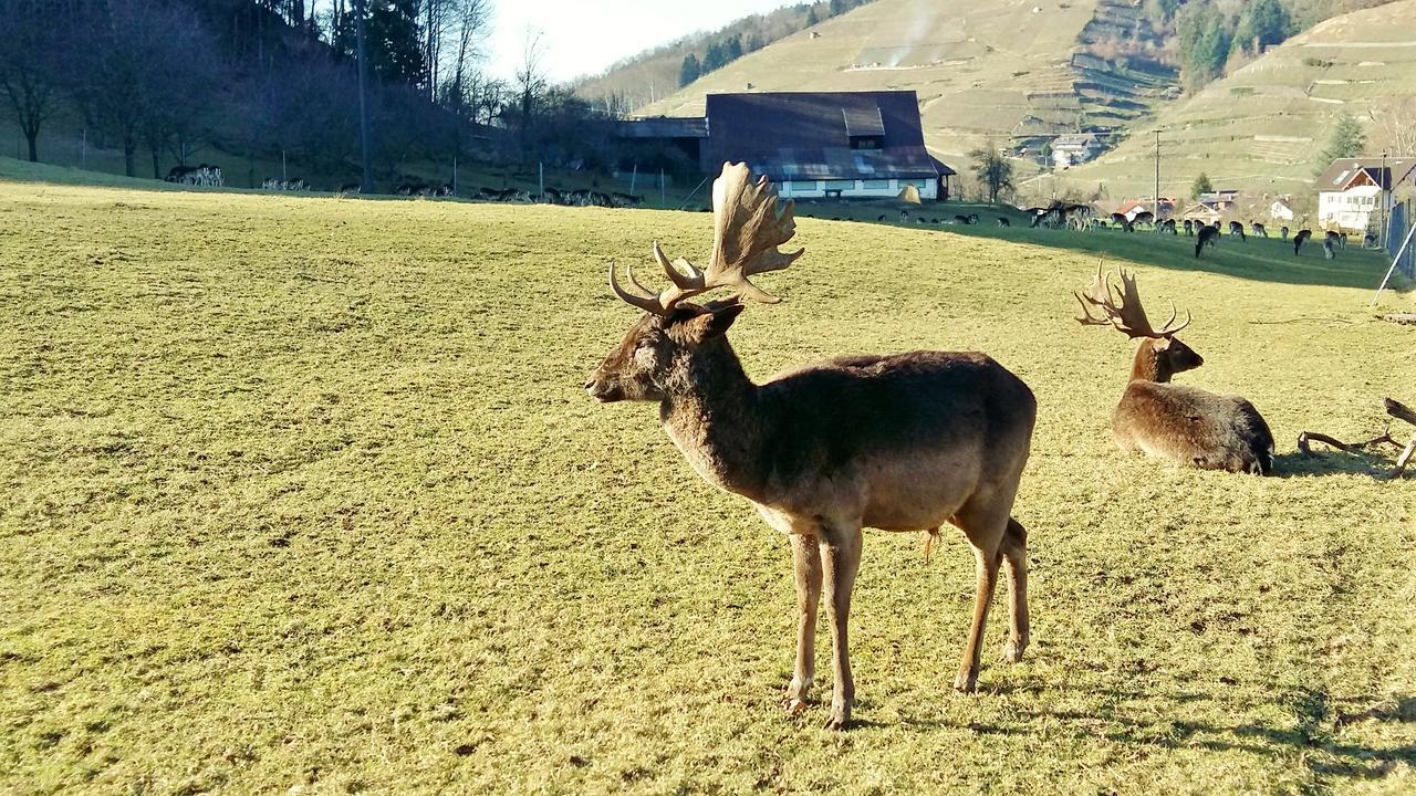Hotel Schwarzenbergs Traube Glottertal Eksteriør billede